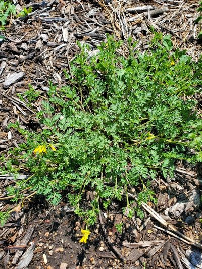 Corydalis micrantha, photographed by Bennett Grappone