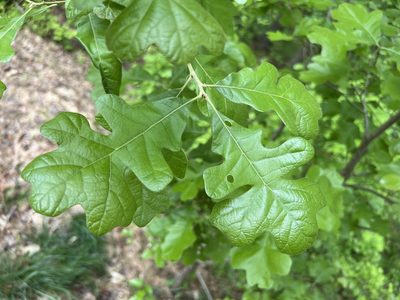 Quercus stellata, photographed by Alan Weakley