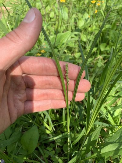 Carex aggregata, photographed by Daniel J. Layton