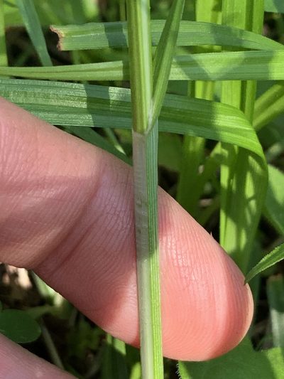 Carex aggregata, photographed by Daniel J. Layton