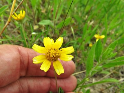 Tetraneuris linearifolia