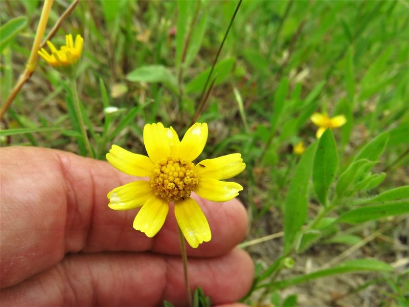 Tetraneuris linearifolia, photographed by Annika Lindqvist