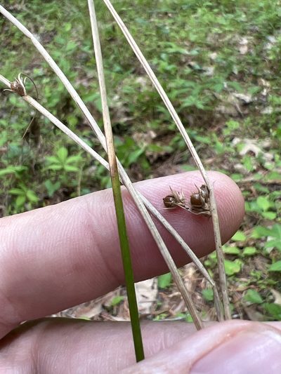 Juncus coriaceus, photographed by Alan Weakley