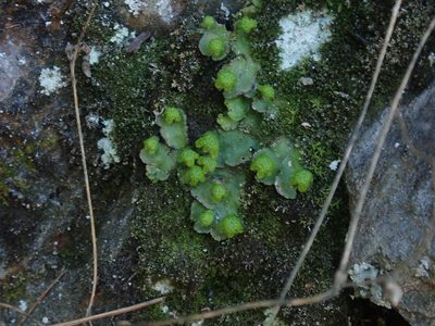 Reboulia hemisphaerica, photographed by Lynn Harper