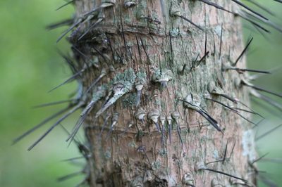 Aiphanes horrida, photographed by Paul Hoekman