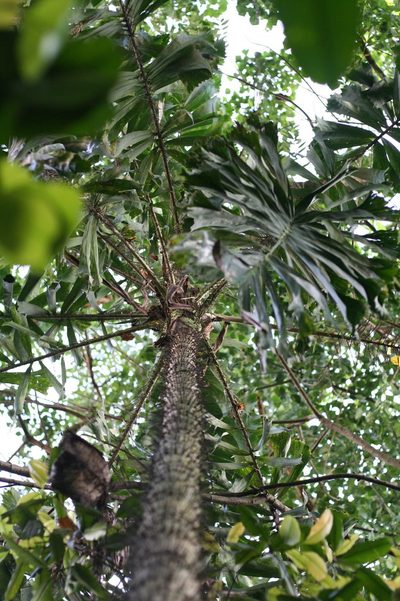 Aiphanes horrida, photographed by Paul Hoekman