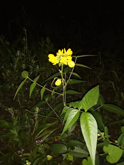 Senna scabriuscula, photographed by Patricio Cowper Coles