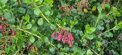 Escallonia rubra, photographed by Halema J