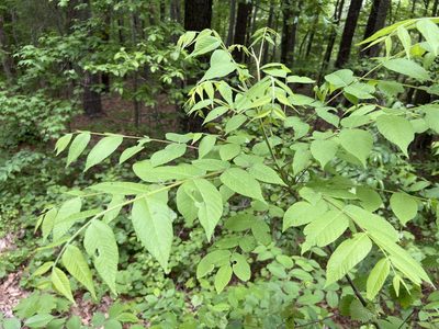 Juglans nigra, photographed by Alan Weakley