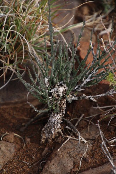 Microloma armatum, photographed by Tony Rebelo
