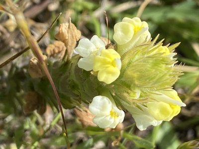 Castilleja rubicundula, photographed by Rebecca Johnson
