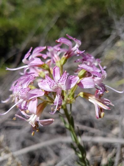 Alstroemeria revoluta, photographed by Javier Conejeros Gastó