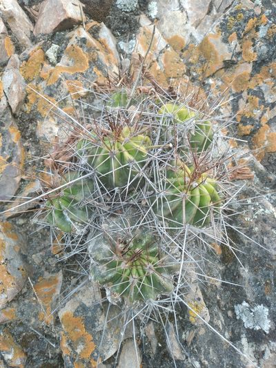 Lobivia bridgesii, photographed by Alfredo F. Fuentes Claros