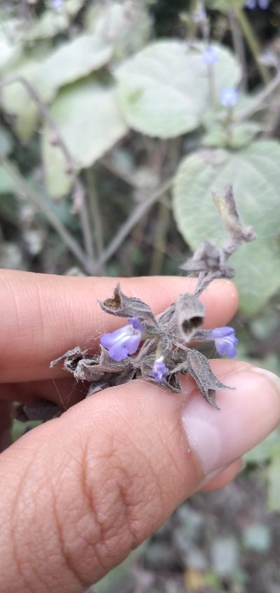 Salvia personata, photographed by Fede y Vani