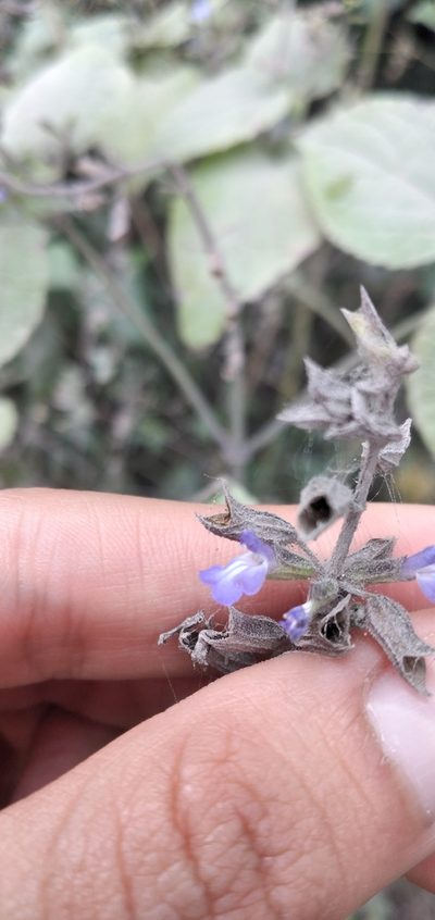 Salvia personata, photographed by Fede y Vani