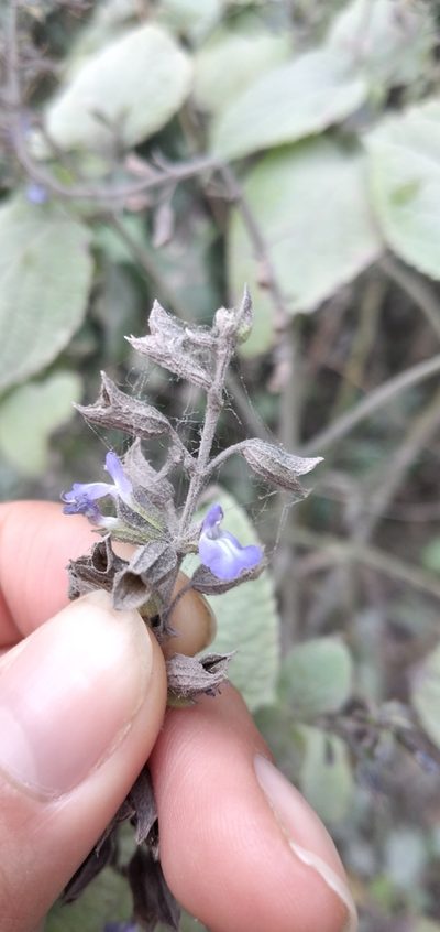 Salvia personata, photographed by Fede y Vani