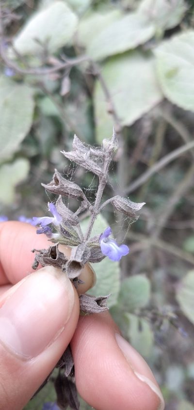 Salvia personata, photographed by Fede y Vani