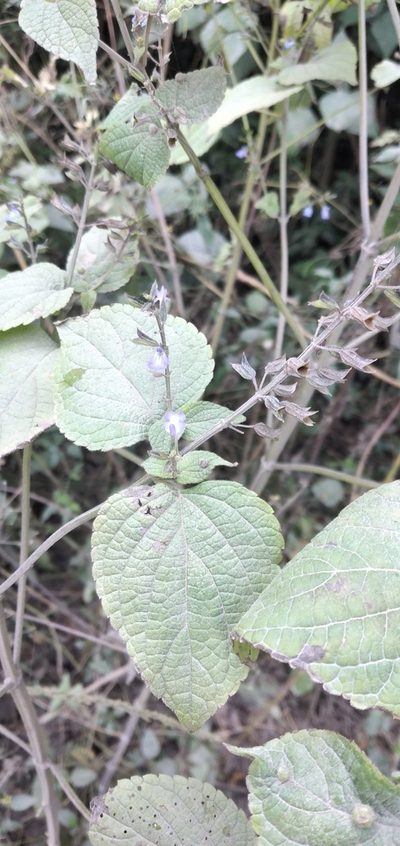 Salvia personata, photographed by Fede y Vani