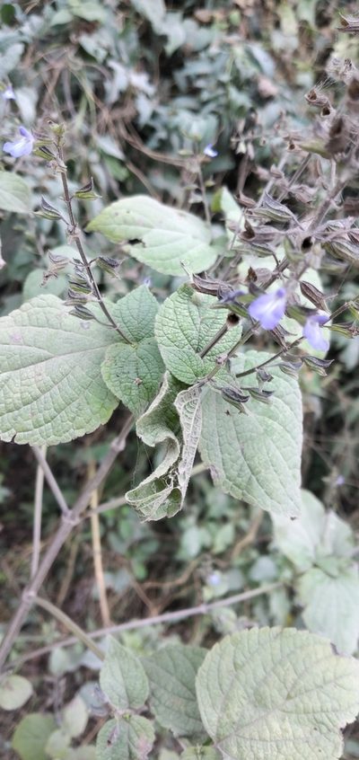 Salvia personata, photographed by Fede y Vani