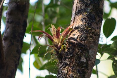 Tillandsia leiboldiana, photographed by Abraham A. Gómez Landero