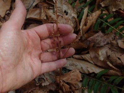 Epifagus virginiana, photographed by Lynn Harper