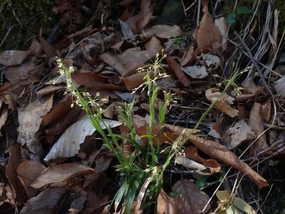 Luzula acuminata, photographed by Lynn Harper