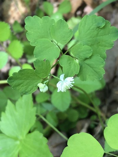 Thalictrum clavatum, photographed by Scott Morris