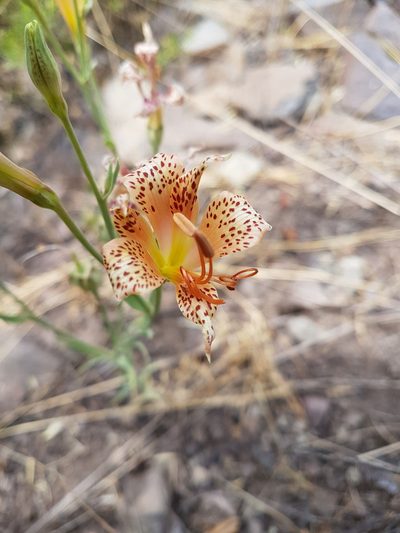 Alstroemeria versicolor, photographed by Javier Conejeros Gastó