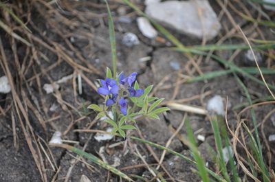 Lupinus texensis, photographed by natgrace18