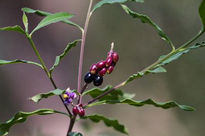 Monnina xalapensis, photographed by Abraham A. Gómez Landero