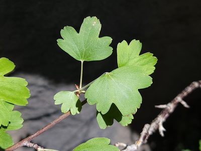 Ribes aureum, photographed by Daniel S.
