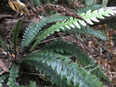 Austroblechnum lanceolatum, photographed by Halema J