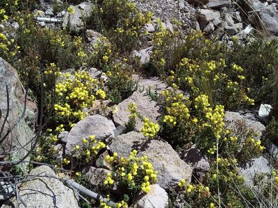 Calceolaria parviflora, photographed by Humber Alberto