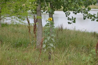 Helianthus annuus, photographed by natgrace18
