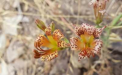 Alstroemeria versicolor, photographed by Javier Conejeros Gastó