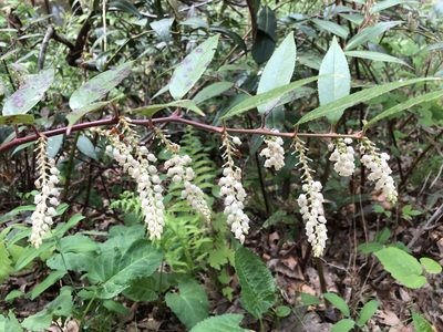 Leucothoe fontanesiana
