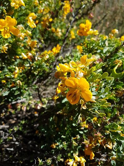 Senna arnottiana, photographed by Javier Conejeros Gastó
