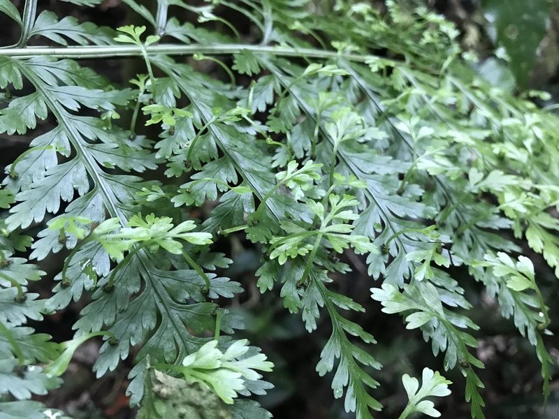 Asplenium bulbiferum, photographed by Halema J