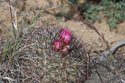 Pediocactus nigrispinus, photographed by Tuoichen