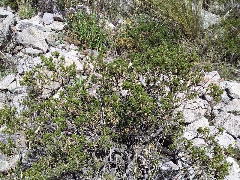 Baccharis tola, photographed by Humber Alberto