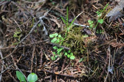Cardamine oligosperma, photographed by Sean Haight