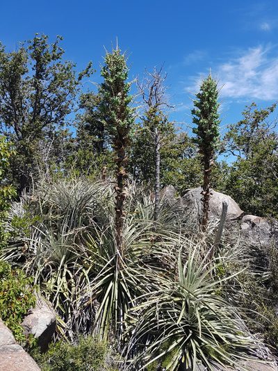 Puya alpestris, photographed by Javier Conejeros Gastó