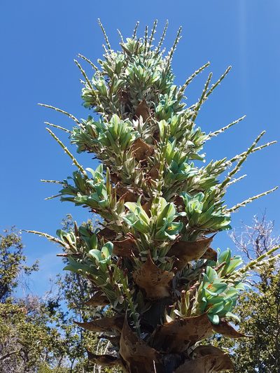 Puya alpestris, photographed by Javier Conejeros Gastó