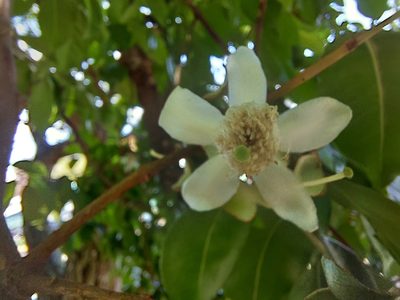 Psidium friedrichsthalianum, photographed by Michelle Monge-Velazquez