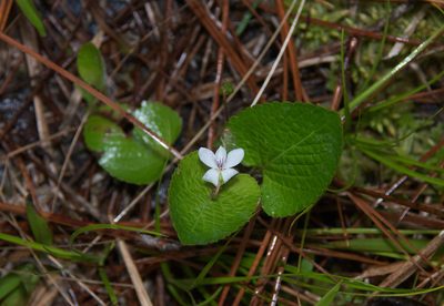 Viola primulifolia, photographed by Mike Duran
