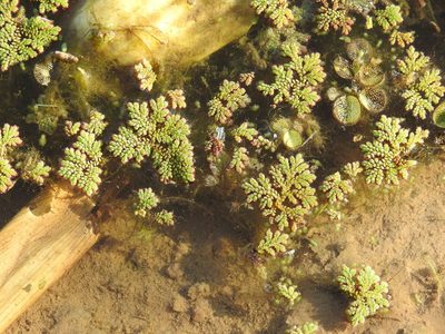 Azolla filiculoides, photographed by Eduardo Luis Beltrocco