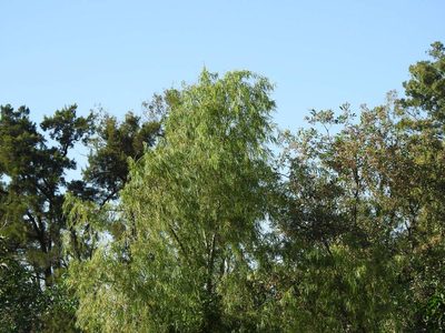 Salix humboldtiana, photographed by Eduardo Luis Beltrocco