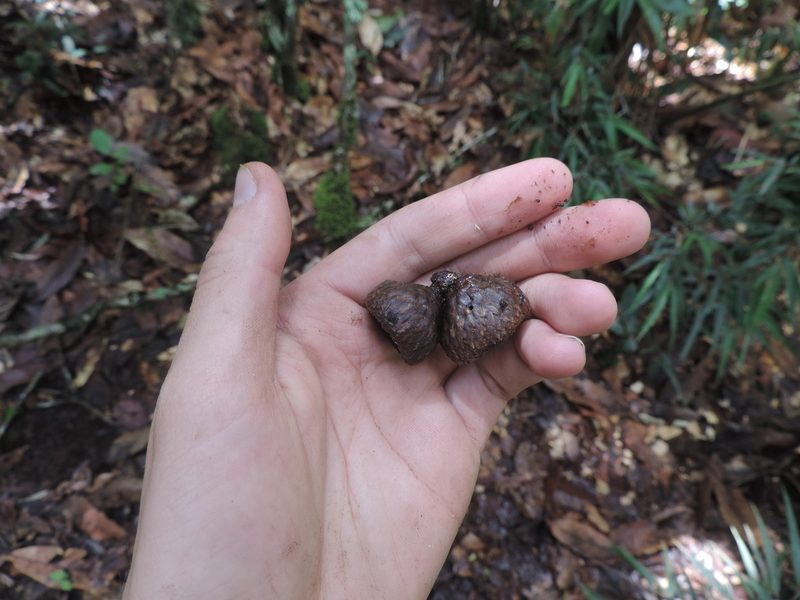 Quercus humboldtii, photographed by Sebastian Serna Muñoz