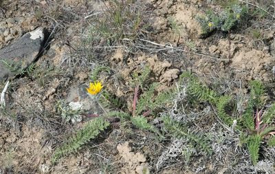Balsamorhiza hookeri, photographed by Tuoichen
