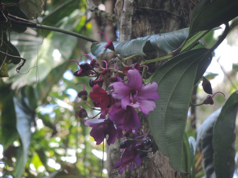 Meriania nobilis, photographed by Sebastian Serna Muñoz